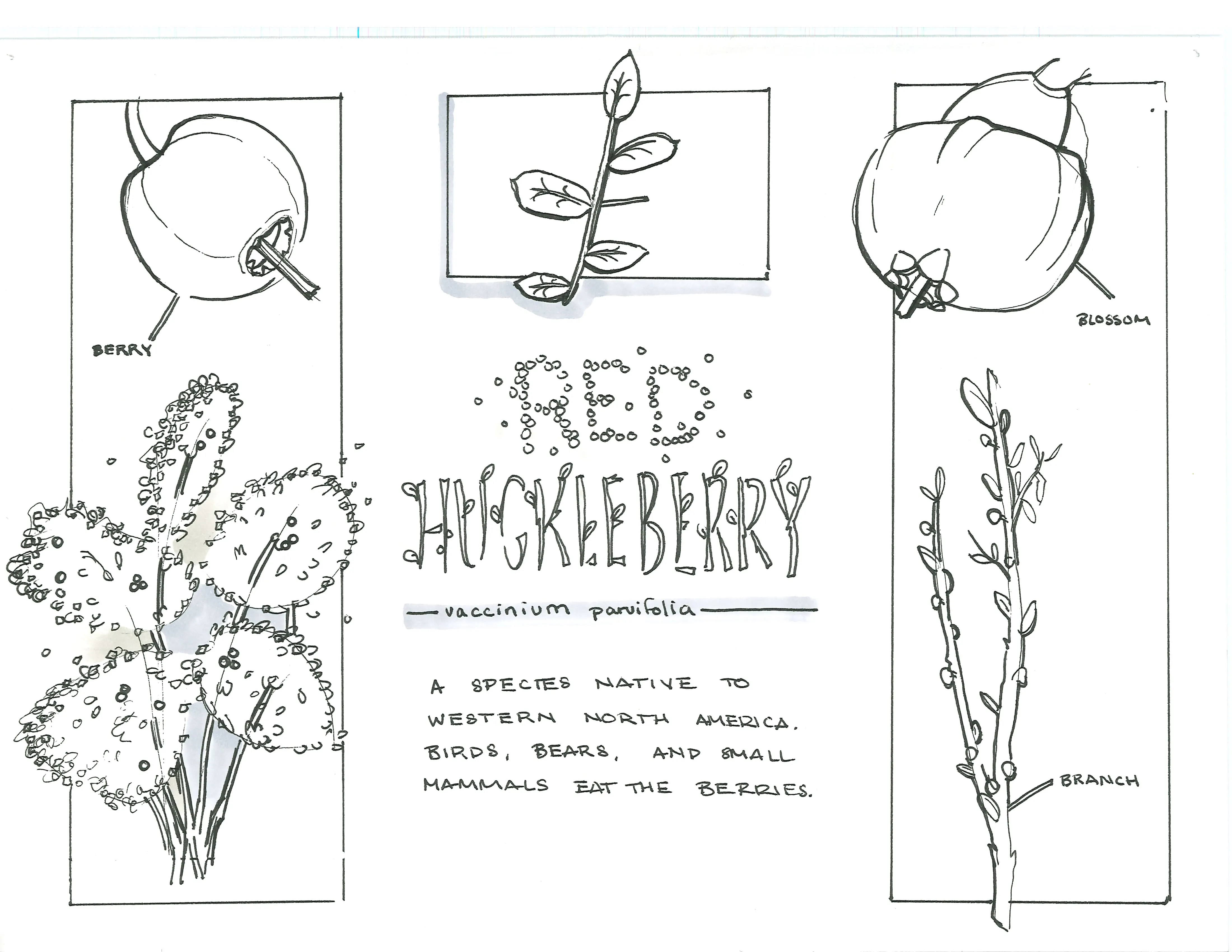 Hand-sketched artwork depicting the Red Huckleberry plant, with a blossom and thriving branch of the Red Huckleberry in the foreground.